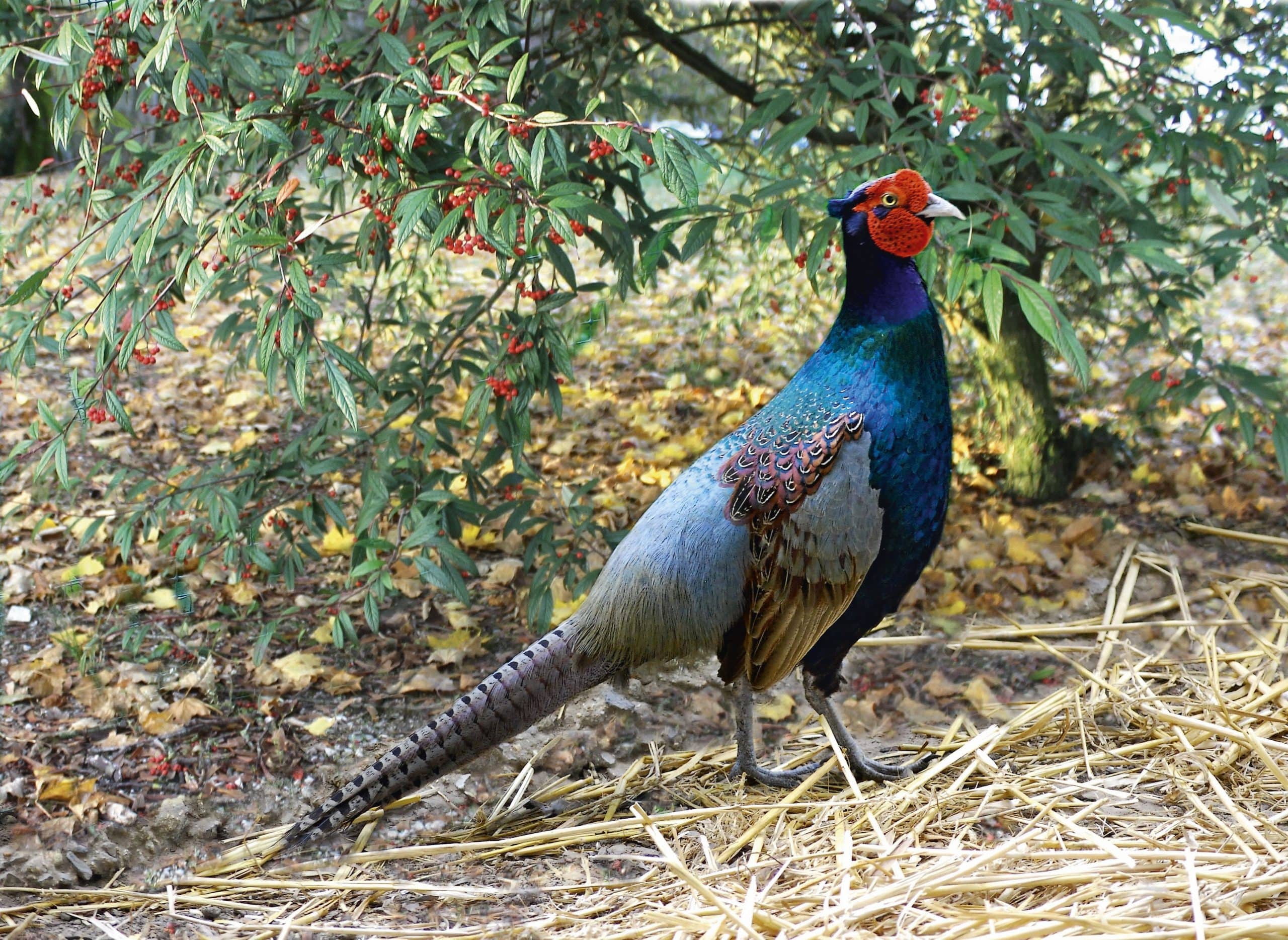 True Pheasants Aviornis Uk