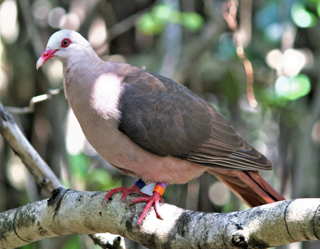 Pink Pigeon (Nesoenas mayeri) - Nico van Wijk