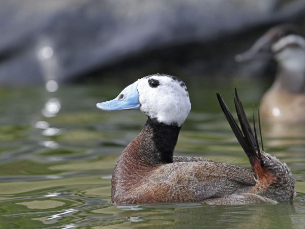 White-headed Duck, parading male Oxyura leucocephala — Thierry Clercx